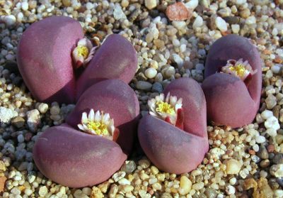 Lithops the Living Stone