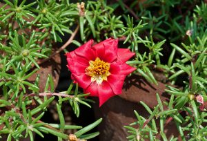  Krokot  Moss Rose Gardening id