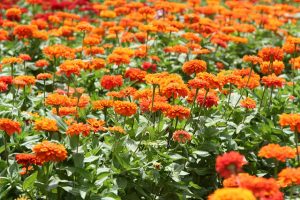  Zinnia  Sp Bunga  Kertas Gardening id