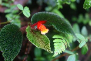 begonia