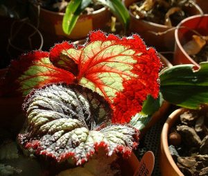begonia