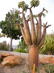  Pachypodium  Madagaskar Palm Urban Garden