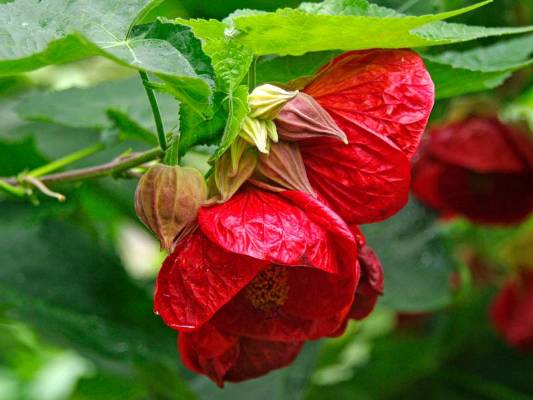 Menanam Abutilon, Kembang Sore