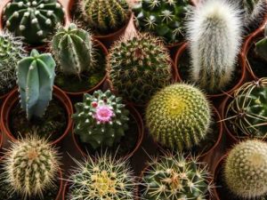 Cara Menanam Kaktus Mini di Rumah - Urban Garden