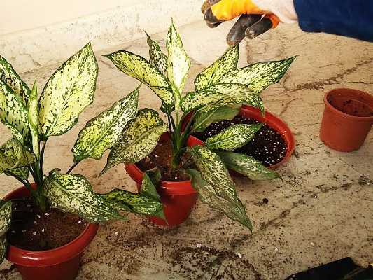  Cara  Memperbanyak  Tanaman Aglaonema  Urban Garden