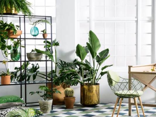 Tips Memilih dan Merawat  Tanaman  Indoors Urban Garden