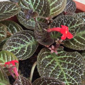  Episcia  Flame Violet Urban Garden